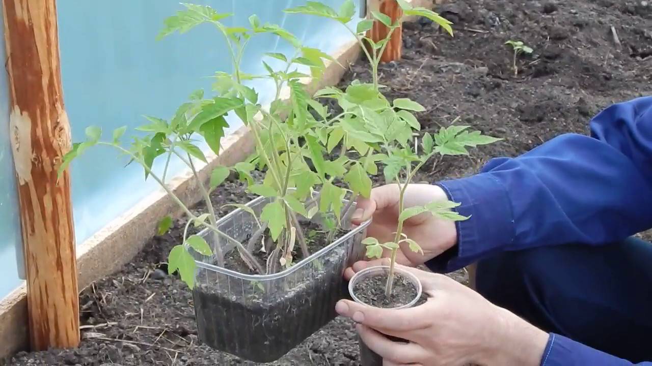 Высадка рассады помидоров в теплицу