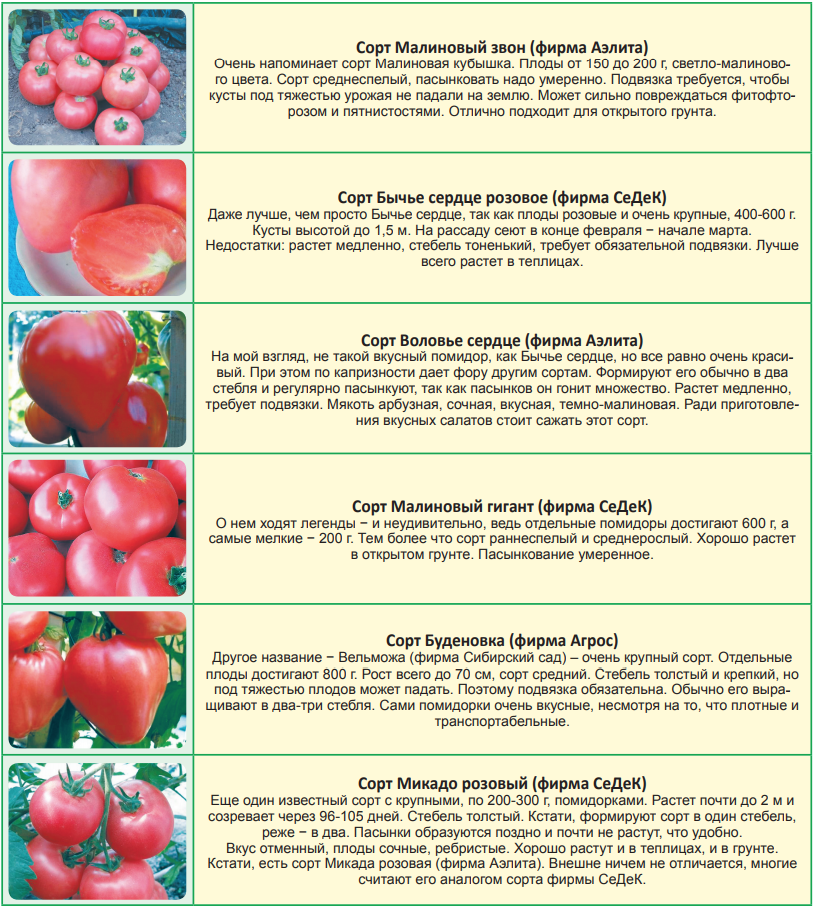 Отличия средних помидор для теплицы