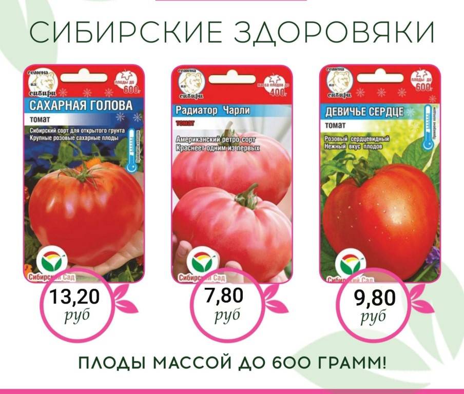 Вкуснейшие помидоры для Сибири в теплице: лучшие сорта