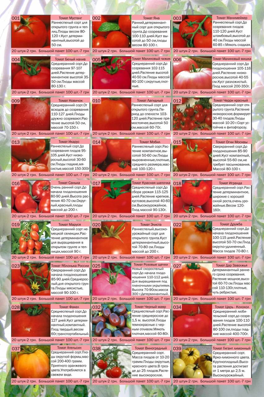 Сорта томатов — какие помидоры выбрать для открытого грунта и теплицы