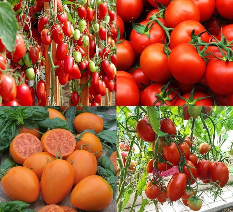 Самые урожайные сорта томатов для теплицы | народные знания от кравченко анатолия