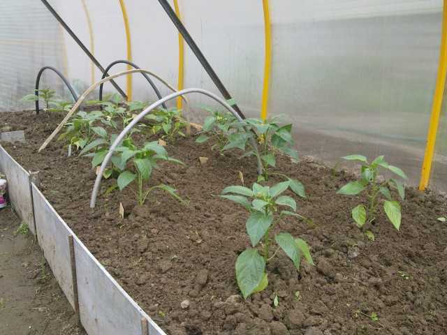 Какие овощи посадить в теплице из поликарбоната?