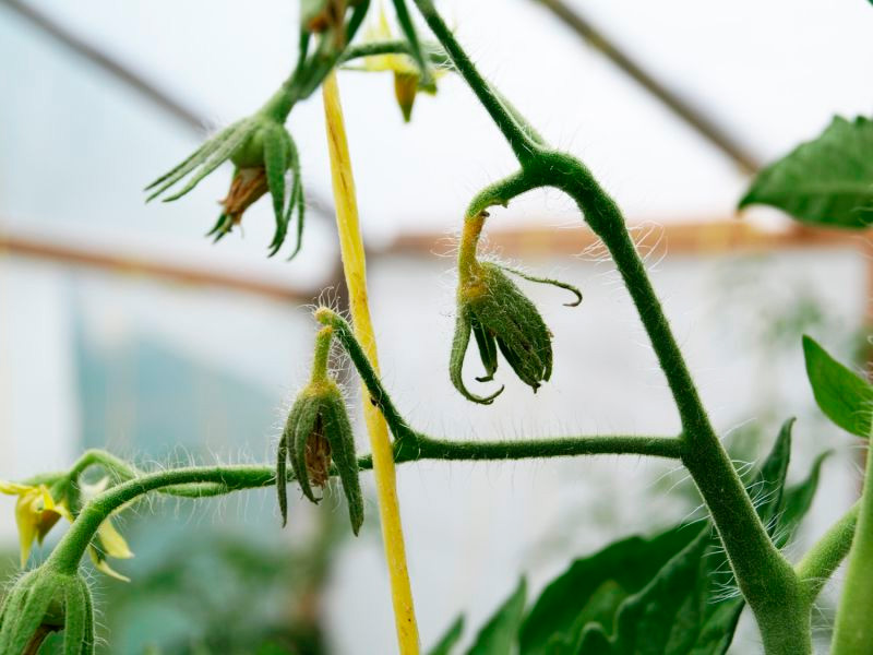 Причины, почему опадают зеленые помидоры в теплице: чего не хватает томатам и как решить эту проблему, что делать, если не дозревшие плоды падают с куста