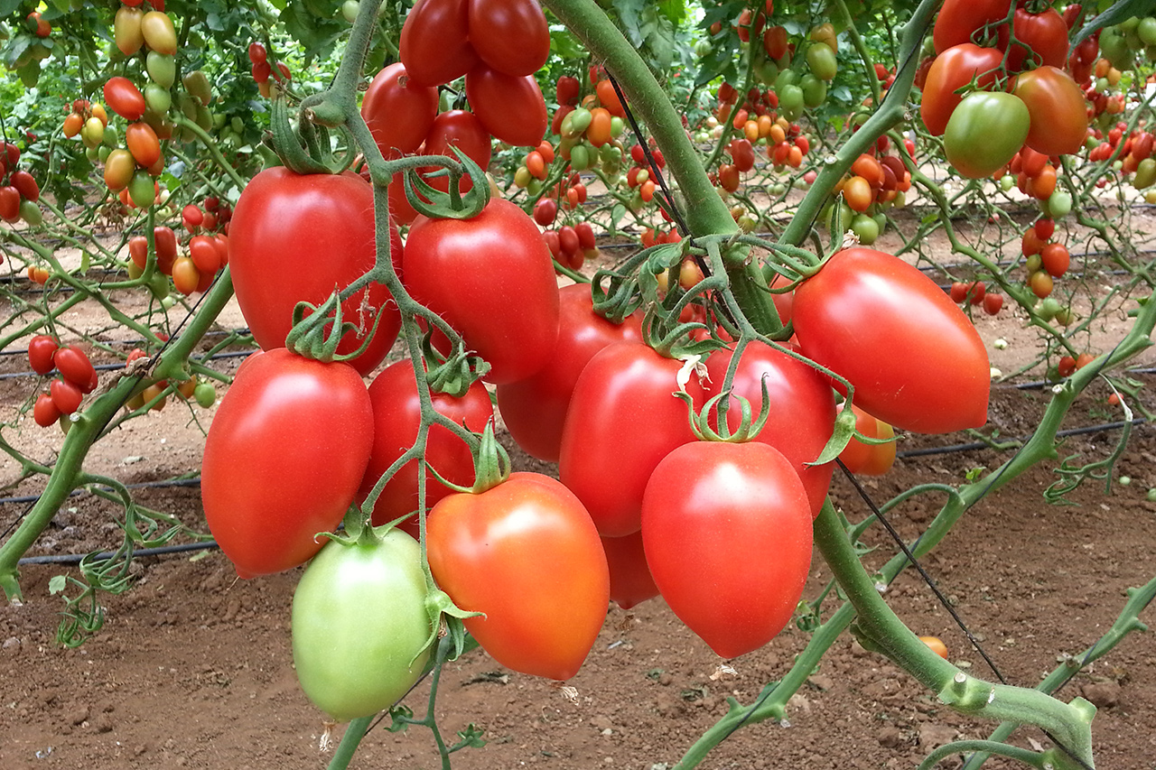 Лучшие сорта томатов для теплиц из поликарбоната в 2023 году | огородникам инфо