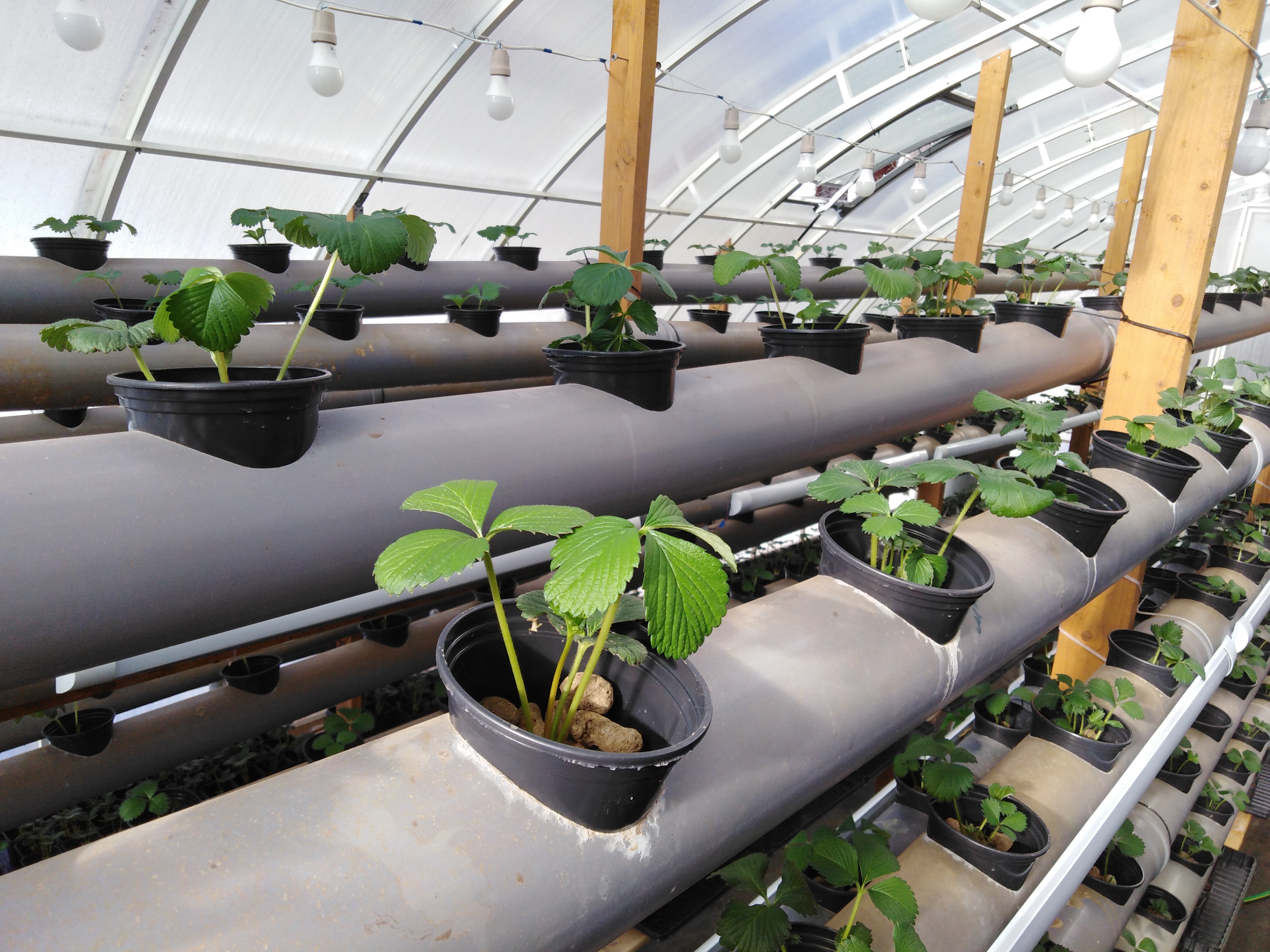 Выращивание клубники в теплице круглый год: технология и методы