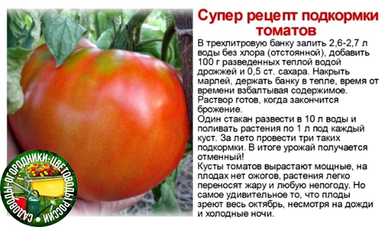 Подкормка рассады томатов дрожжами. Дрожжевая подкормка для помидор в теплице. Подкормка помидор дрожжами в теплице. Йод для помидор в теплице.