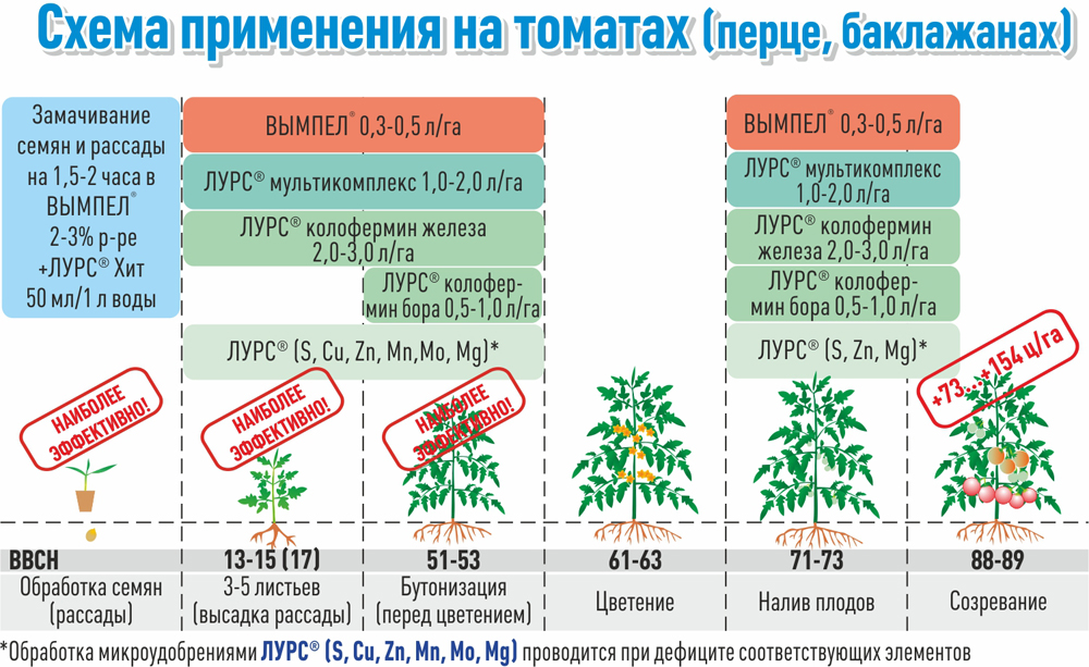 Выращивание помидоров в теплице из поликарбоната: уход от высадки в грунт до сбора урожая