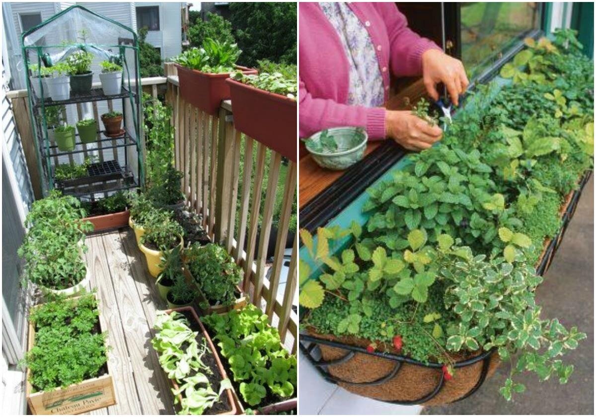 Огород на балконе или на окне: особенности и секреты выращивания -