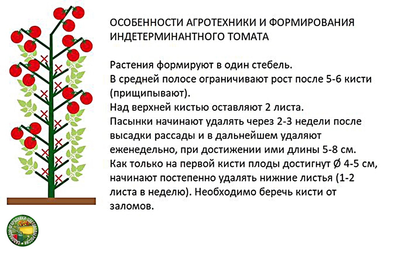 Как пасынковать помидоры в теплице в 2 стебля схема