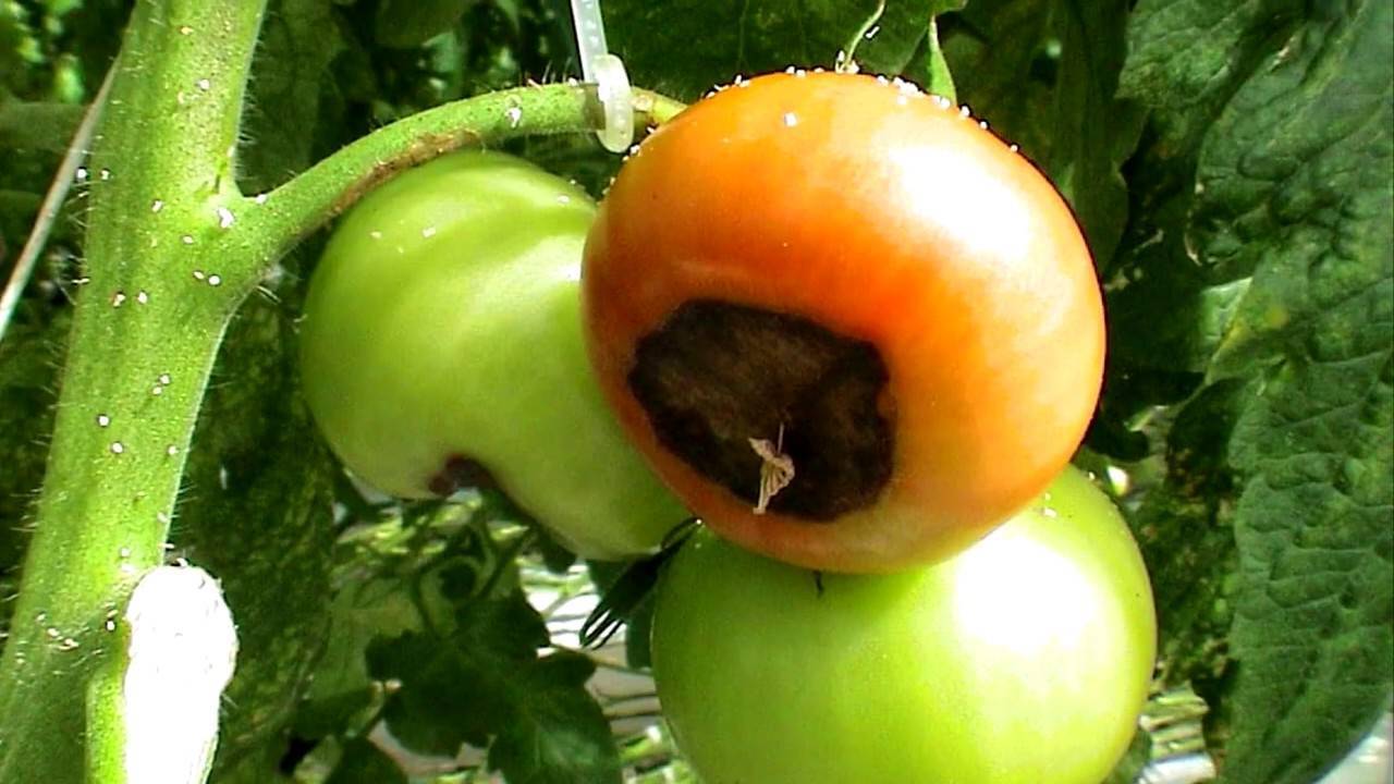 Причины почему чернеют помидоры в теплице и что делать