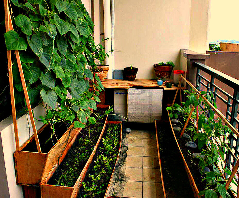 Огород на балконе, выращивание овощей и ягод на лоджии