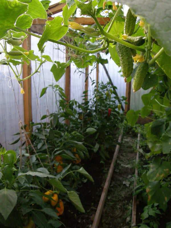 Баклажаны: выращивание и уход в теплице с огурцами, можно ли сажать рядом