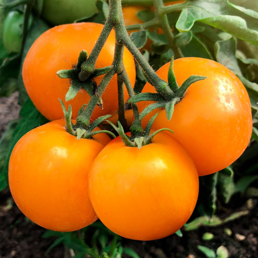 Как выбрать низкорослые помидоры для теплиц: детальная инструкция