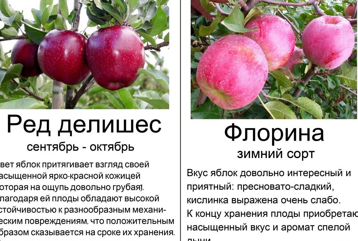 Лучшие летние сорта яблонь с описанием и фото