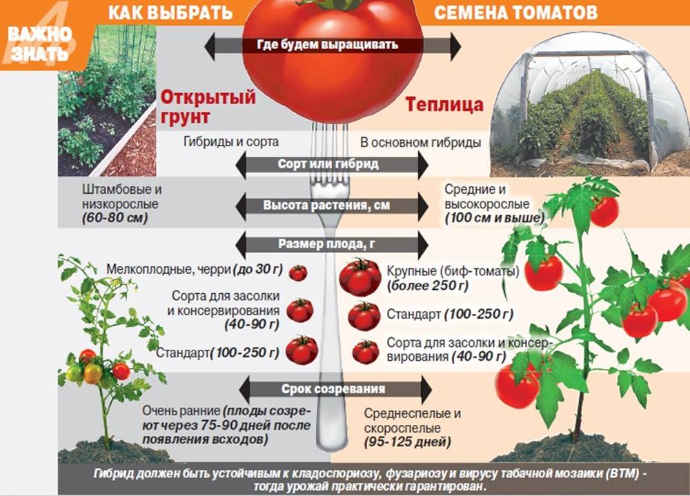 Идеальная температура в теплице для помидор: как ее достичь