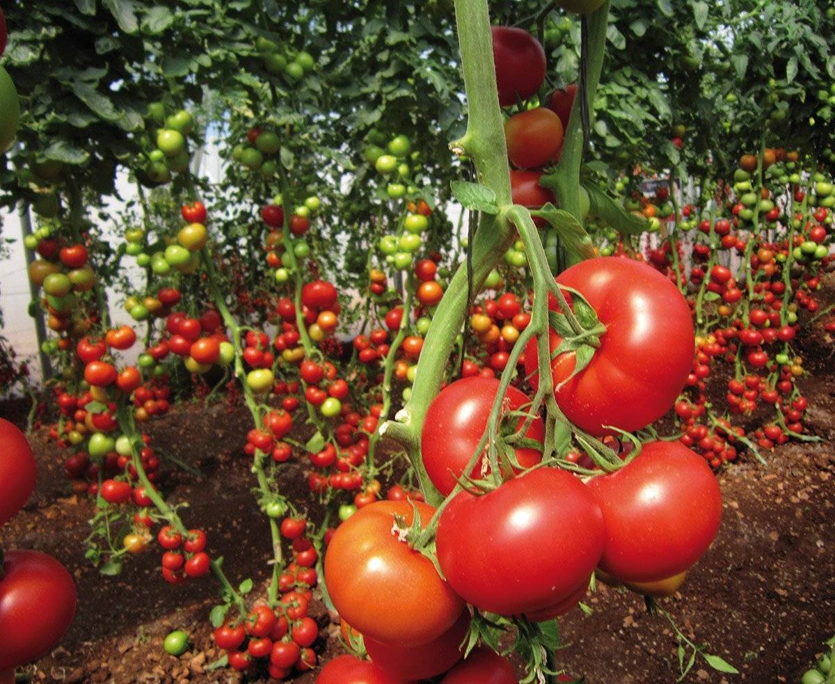 Высокорослые помидоры: лучшие сорта для открытого грунта — обзор и правила выращивания!